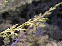 Juniperus chinensis cv Aurea (fam Cupressacees) (Photo F. Mrugala) (5)